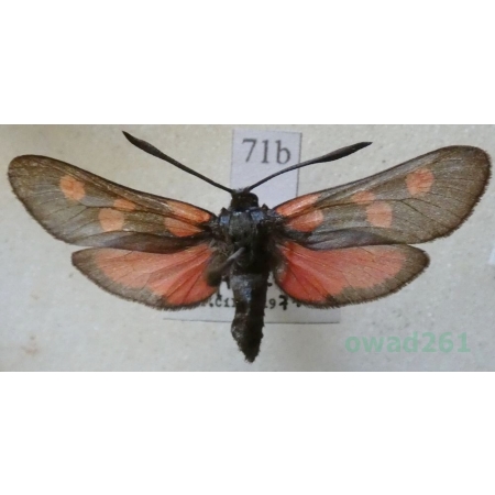 Zygaena trifolii (Esper, 1783) Kraśnik pięcioplamek Czech71b